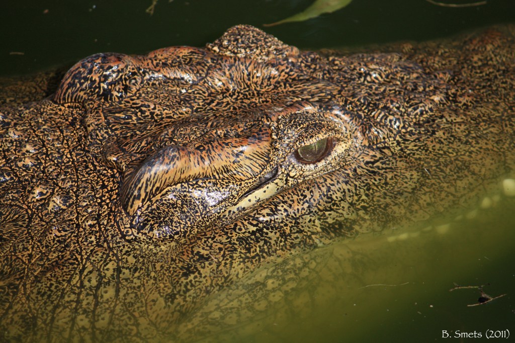 Cold as a crocodile... South Africa, July 2011