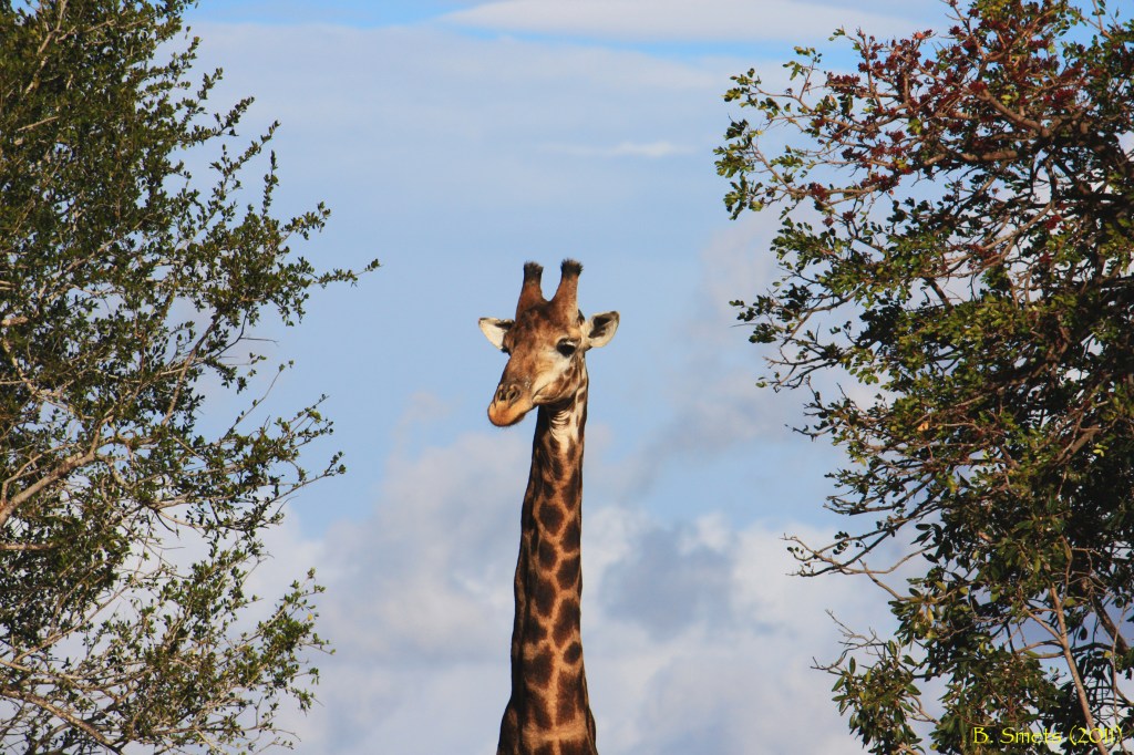 Curious finding between two trees. South Africa, July 2011