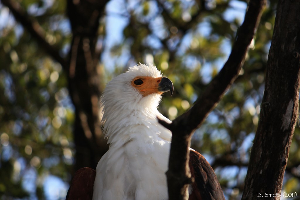Domination of the predator. South Africa, July 2011