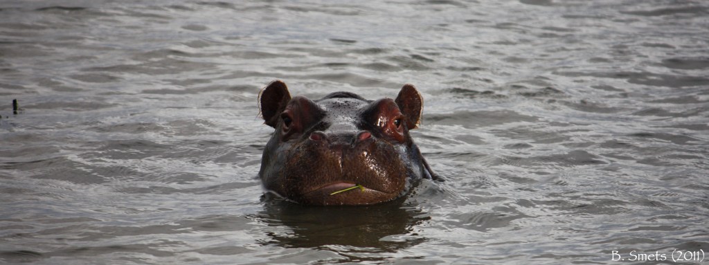 Baby hyppo in the Bay of St Lucia. South Africa, July 2011