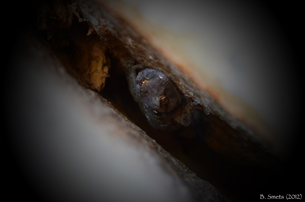 Lizard in the crack. Ethiopia, January 2012